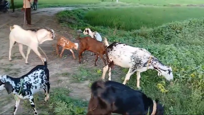 bakra image