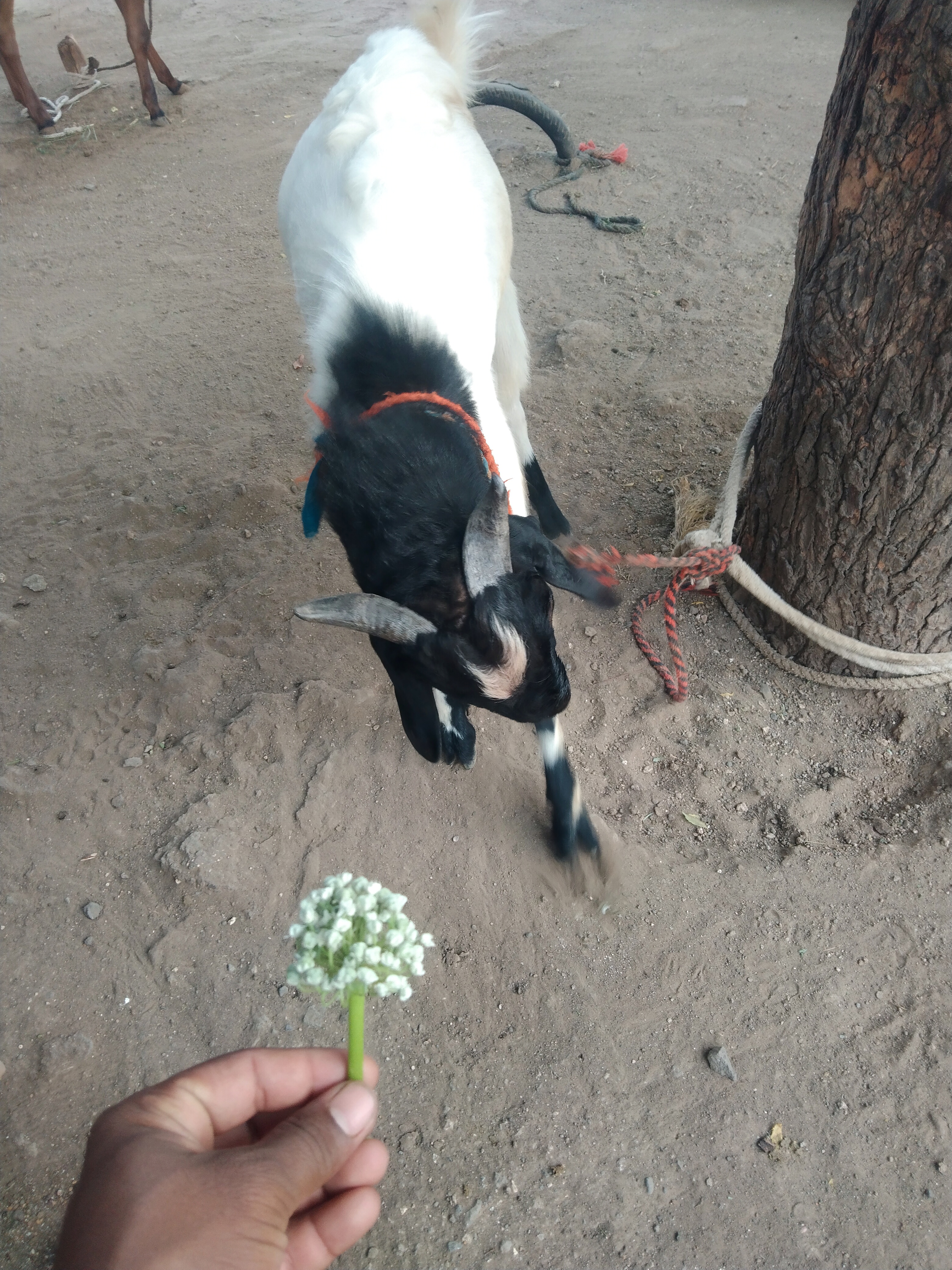 bakra image