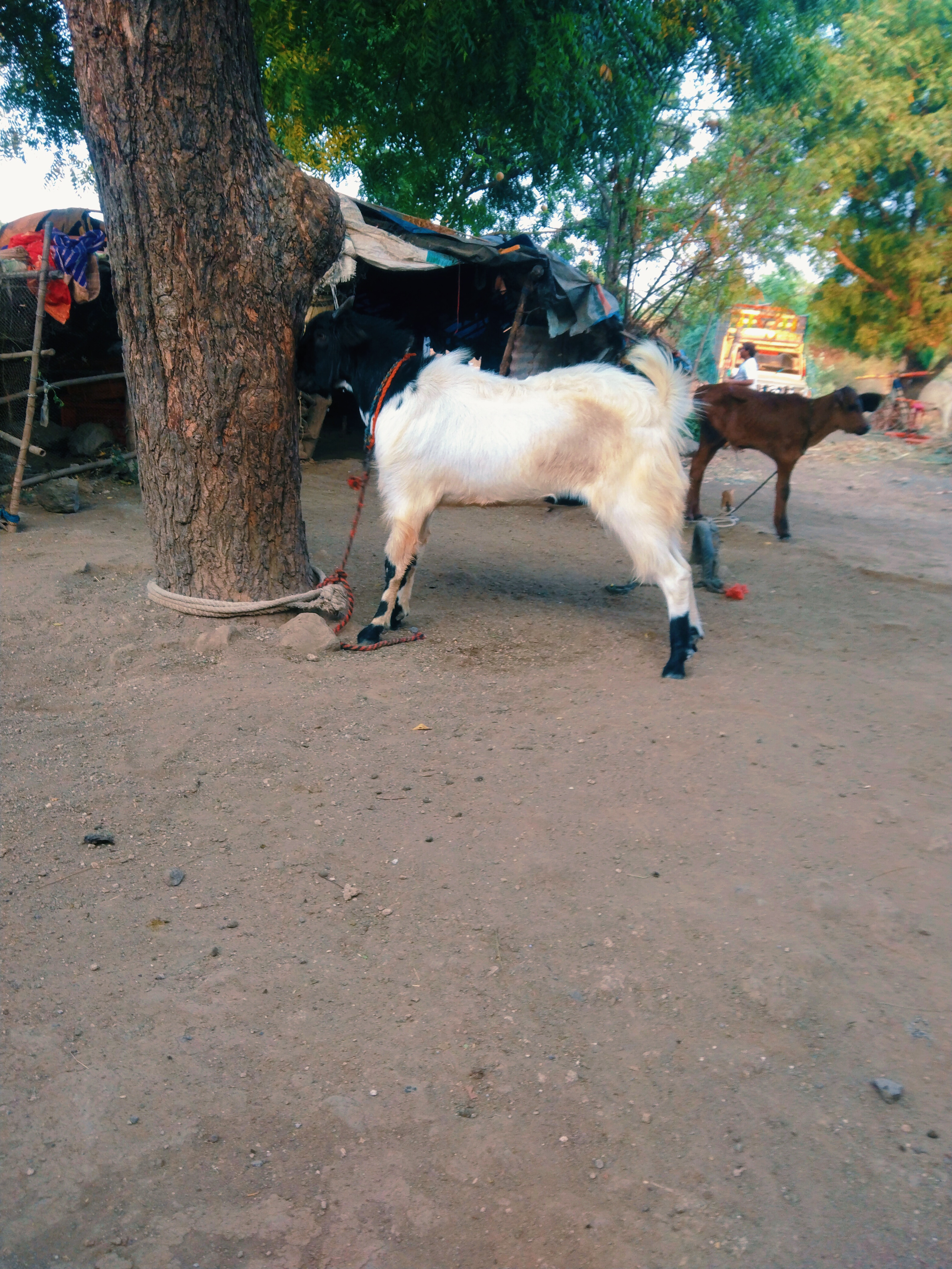 bakra image