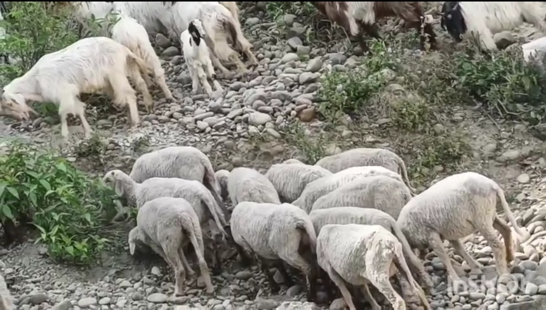 bakra image